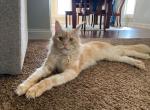 Muffin Sweetie - Maine Coon Cat For Sale/Retired Breeding - 