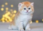 Leonardo - British Shorthair Kitten For Sale - Houston, TX, US