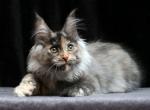 Indira - Maine Coon Kitten For Sale - Houston, TX, US