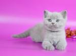 Diamond - British Shorthair Kitten For Sale - Gurnee, IL, US