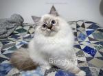 Aberforth - Ragdoll Kitten For Sale - Tuscaloosa, AL, US