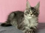 Winston - Maine Coon Kitten For Sale - Gurnee, IL, US