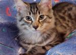 No name yet 1 - Domestic Kitten For Sale - 