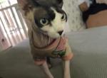 Wendy - Sphynx Cat For Sale - Sound Beach, NY, US