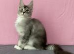 Wendy - Maine Coon Kitten For Sale - Boston, MA, US