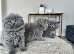 Blue Scottish kittens - Scottish Straight Kitten For Sale - Woodland Park, CO, US