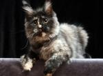 Demi Moor - Maine Coon Kitten For Sale - Boston, MA, US