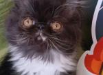 READY NOW Adorable CFA registered kitten JASMINE - Persian Kitten For Sale - Pittsburgh, PA, US