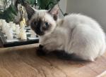 Siamese seal point male kitten - Siamese Kitten For Sale - Plainfield, IL, US