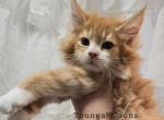 Elvis - Maine Coon Kitten For Sale - Elk Grove, CA, US