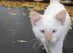 Siamese Mix baby - Domestic Kitten For Sale - 