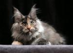 Indira - Maine Coon Kitten For Sale - Miami, FL, US