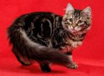 Zhak - Siberian Kitten For Sale - Miami, FL, US