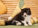 Zabava - Persian Kitten For Sale - Pembroke Pines, FL, US