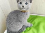 Nord - Russian Blue Kitten For Sale - Hollywood, FL, US