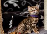 Geneva - Bengal Kitten For Sale - Norwalk, CT, US