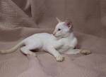 Olav - Siamese Kitten For Sale - Miami, FL, US