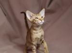 Pearl - Oriental Kitten For Sale