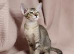 Pudding - Oriental Kitten For Sale - Norwalk, CT, US