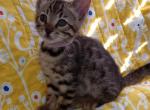 Mattie's Girl 1 - Bengal Kitten For Sale - Fayetteville, AR, US