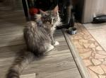 Cora - Maine Coon Kitten For Sale - San Antonio, TX, US