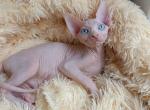 Doris - Sphynx Kitten For Sale - Norwalk, CT, US