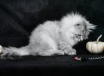 Bianca - Siberian Kitten For Sale - 