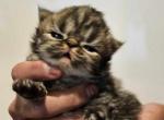 Tabby - Persian Kitten For Sale - 