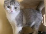 Beetlejuice - Scottish Fold Kitten For Sale - 