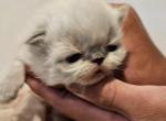 Smokey - Persian Kitten For Sale - 