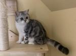 Antares - Scottish Straight Kitten For Sale - 