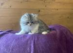 Betty - Persian Kitten For Sale - 