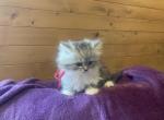 Bertha - Persian Kitten For Sale - 