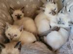 Purebred Siamese Kittens - Siamese Kitten For Sale - Denver, CO, US