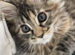 Maine coon kittens Ready for Christmas - Maine Coon Kitten For Sale - Fort Myers, FL, US