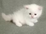 Munchkin Flame Point Himalayan Female - Munchkin Kitten For Sale - 