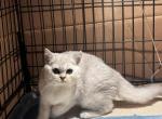 Chinchilla girl - Scottish Straight Kitten For Sale - 