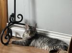 Rivertowns Penny - Maine Coon Kitten For Sale - 