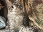 Pippa - Maine Coon Kitten For Sale - 