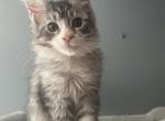 Rivertowns Paisley - Maine Coon Kitten For Sale - 