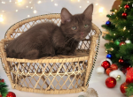 Lindor - Munchkin Kitten For Sale - Joplin, MO, US