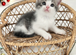 Luke - Munchkin Kitten For Sale - Joplin, MO, US