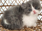 Tucker - Munchkin Kitten For Sale - Joplin, MO, US