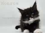 Monroe - Maine Coon Kitten For Sale - Elk Grove, CA, US