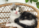 Mia - American Curl Kitten For Sale - Joplin, MO, US