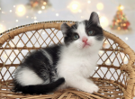 Elsa - American Curl Kitten For Sale - Joplin, MO, US