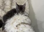 Bobby - Maine Coon Kitten For Sale - 