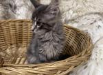 Josefina - Maine Coon Kitten For Sale - 