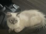 Balinese lynx point girl - Balinese Kitten For Sale - Worcester, MA, US