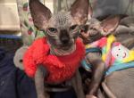 Female 3 - Sphynx Kitten For Sale - Ewing, NJ, US